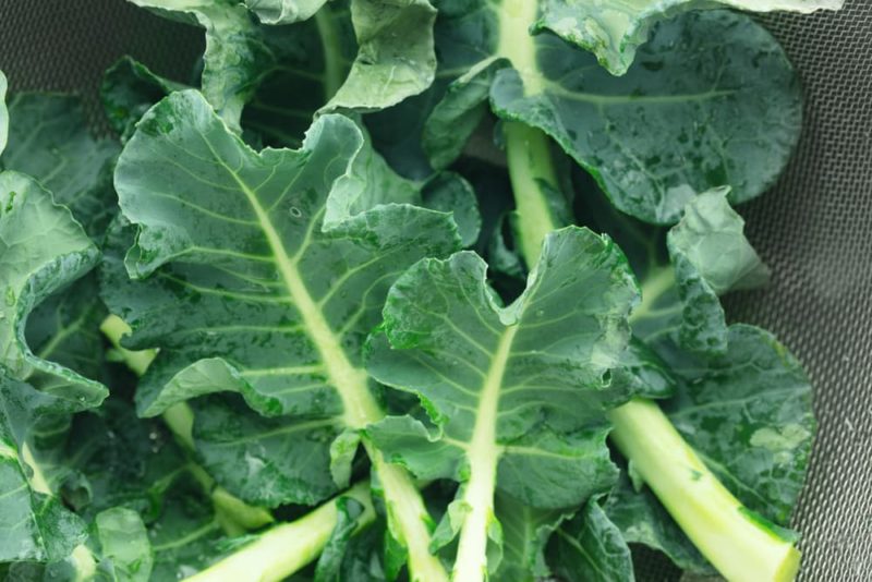 Can You Still Eat Broccoli After Flowering? Horticulture.co.uk