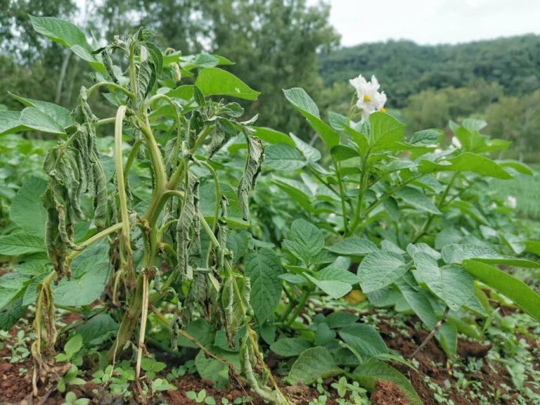 Can You Grow Potatoes From StoreBought Ones? Horticulture