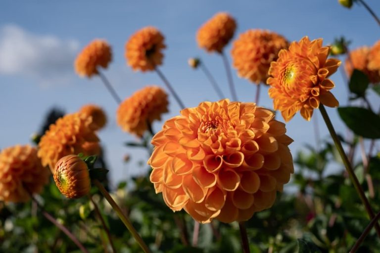 25 Remarkable LongFlowering Perennials Horticulture.co.uk