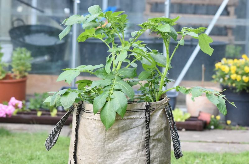 Can You Grow Potatoes From StoreBought Ones? Horticulture