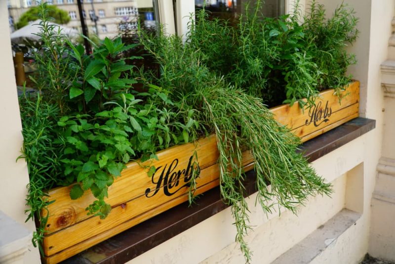 16 Ideal Plants For Winter Window Boxes Horticulture.co.uk