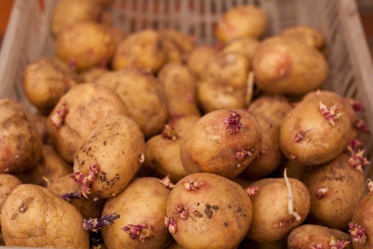 Can You Grow Potatoes From StoreBought Ones? Horticulture