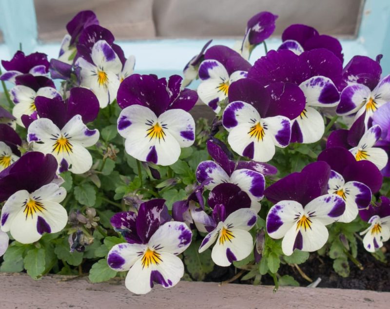 16 Ideal Plants For Winter Window Boxes Horticulture.co.uk