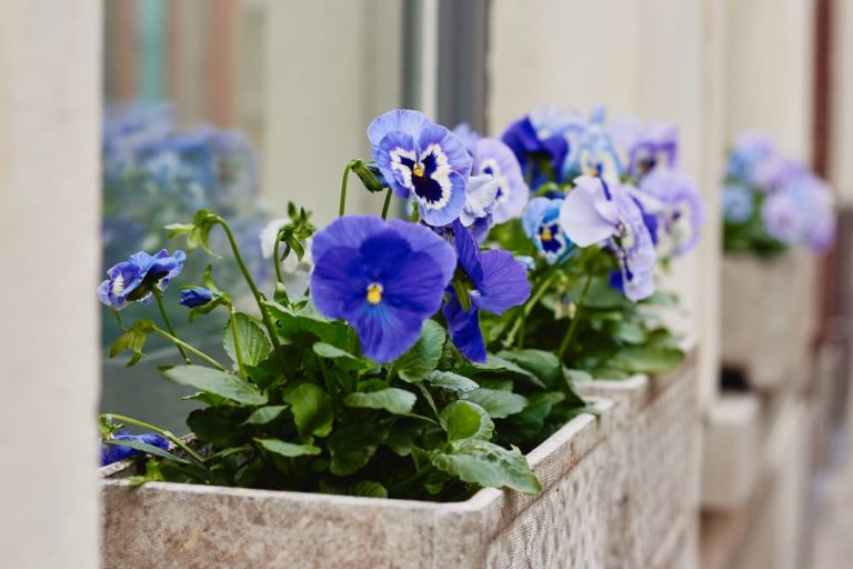 16 Ideal Plants For Winter Window Boxes Horticulture.co.uk
