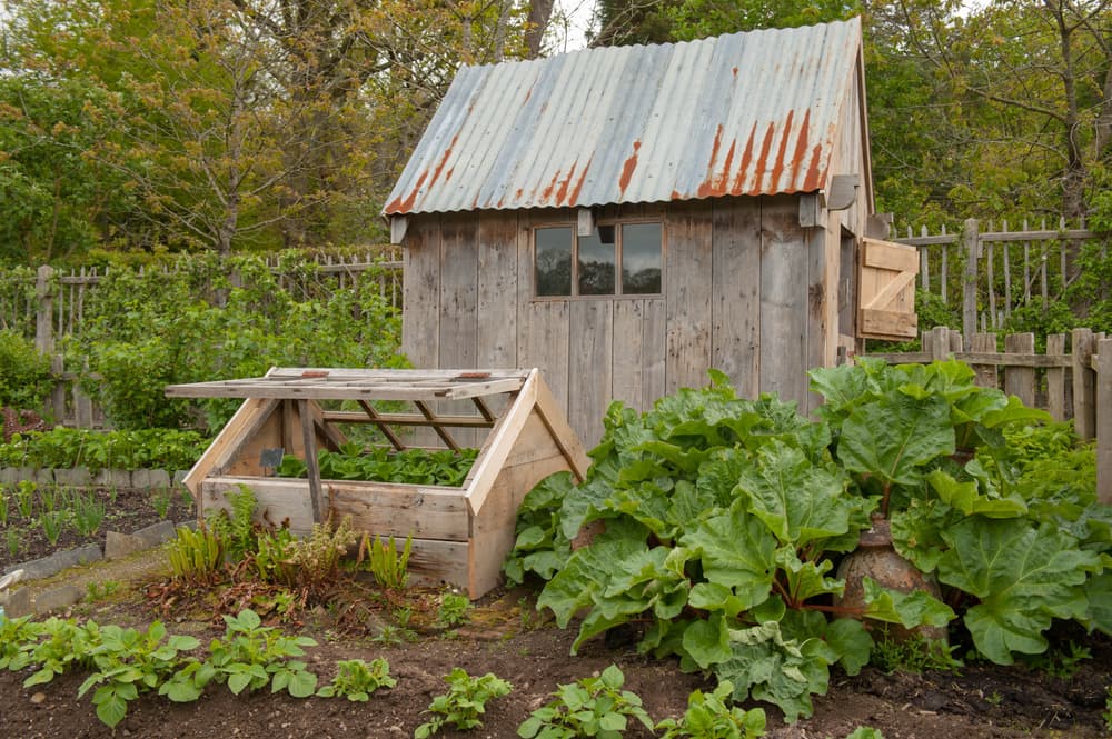 a vegetable garden with a shed, a large cold frame and big rhubarb plants
