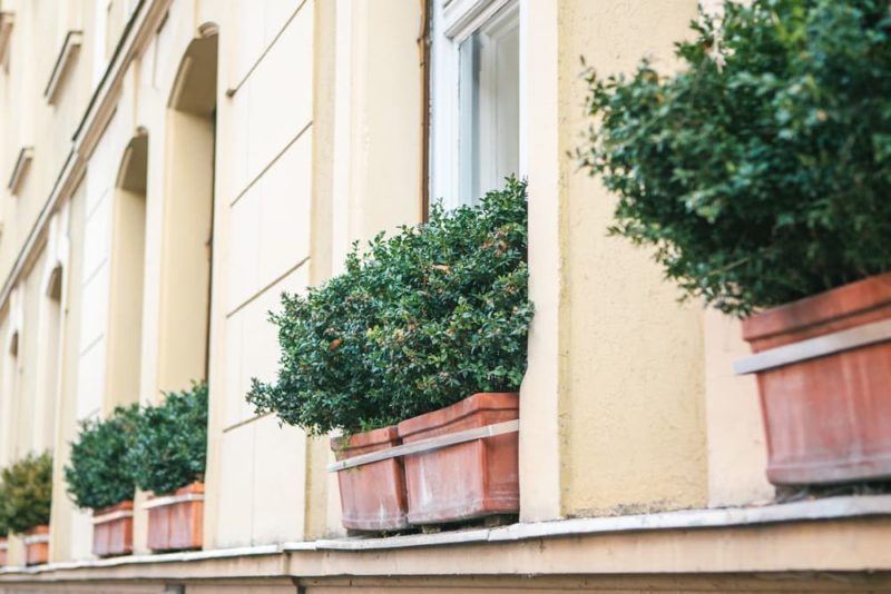 16 Ideal Plants For Winter Window Boxes Horticulture.co.uk