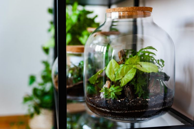 How To Make A Terrarium In 5 Steps Horticulture.co.uk