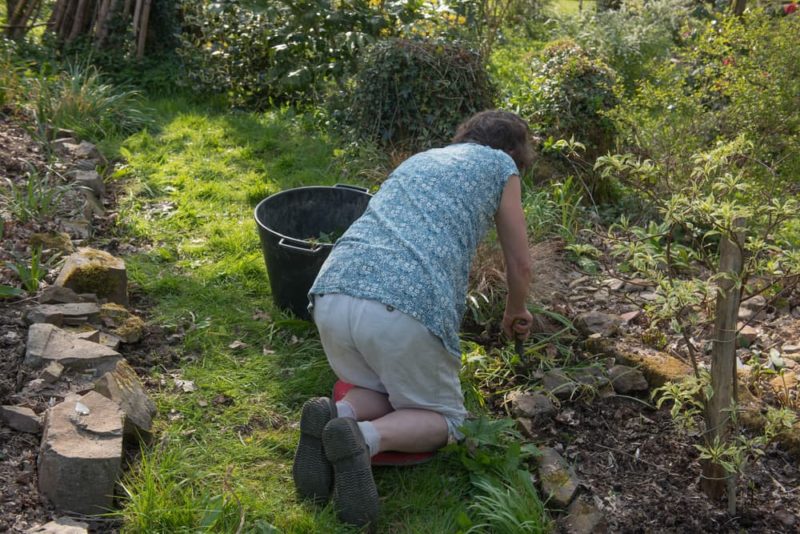 Can (And Should You) Use Bleach To Kill Weeds? Horticulture