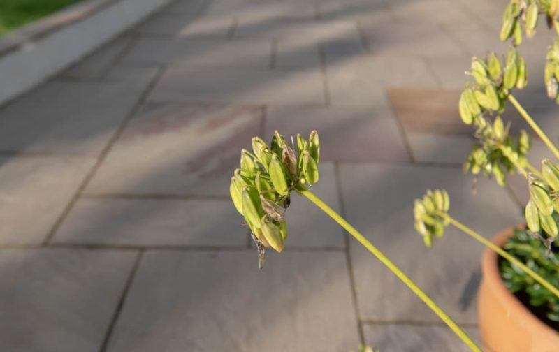 How To Deadhead Agapanthus (Inc. Video) Horticulture.co.uk