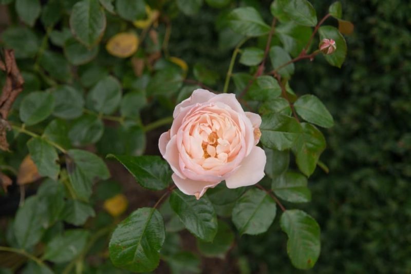 Head Gardeners These Climbing Roses For Shady Garden Areas