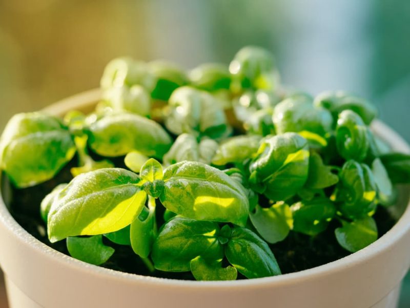 Cultivate Easy Access To Culinary Herbs With These 15 Choices For