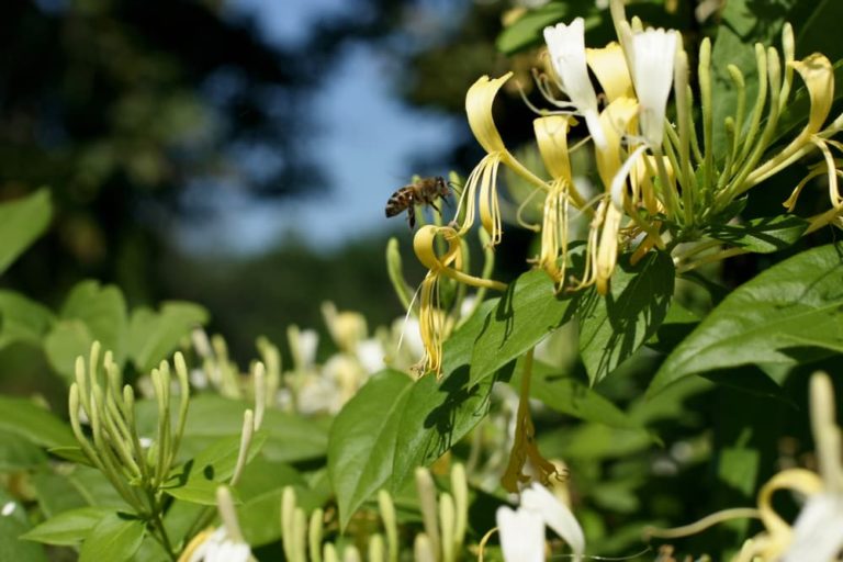 Growing Honeysuckle Plants In Containers Horticulture.co.uk