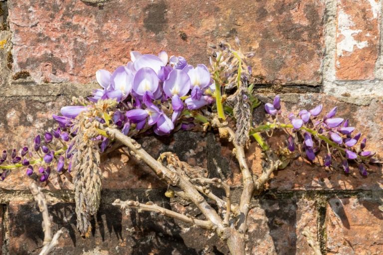 How (And When) To Prune Wisteria Horticulture.co.uk