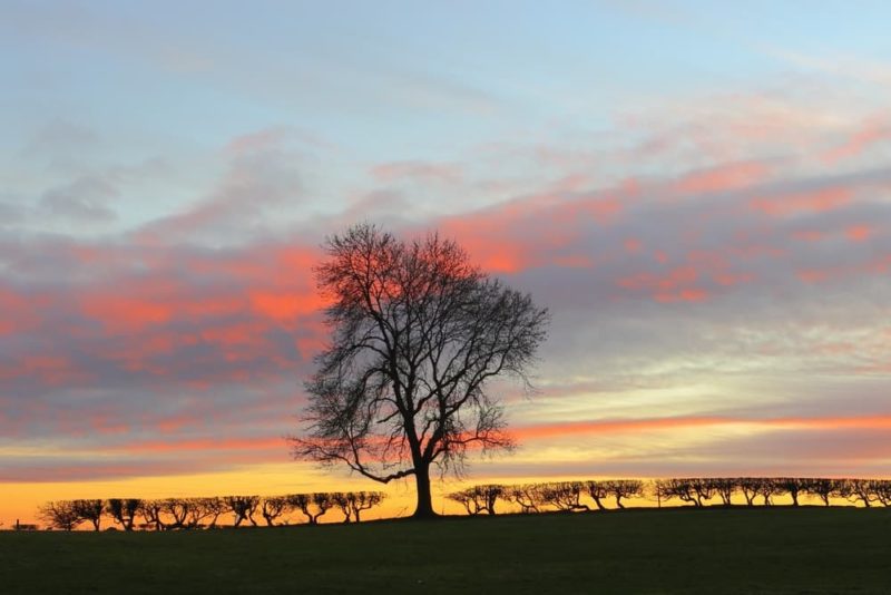 Horticulturists These 59 Tolerant Plants For Windy Garden