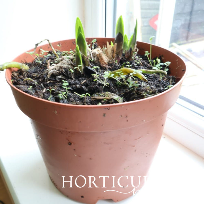 Overwintering Agapanthus (Hardy & Tender) Horticulture.co.uk