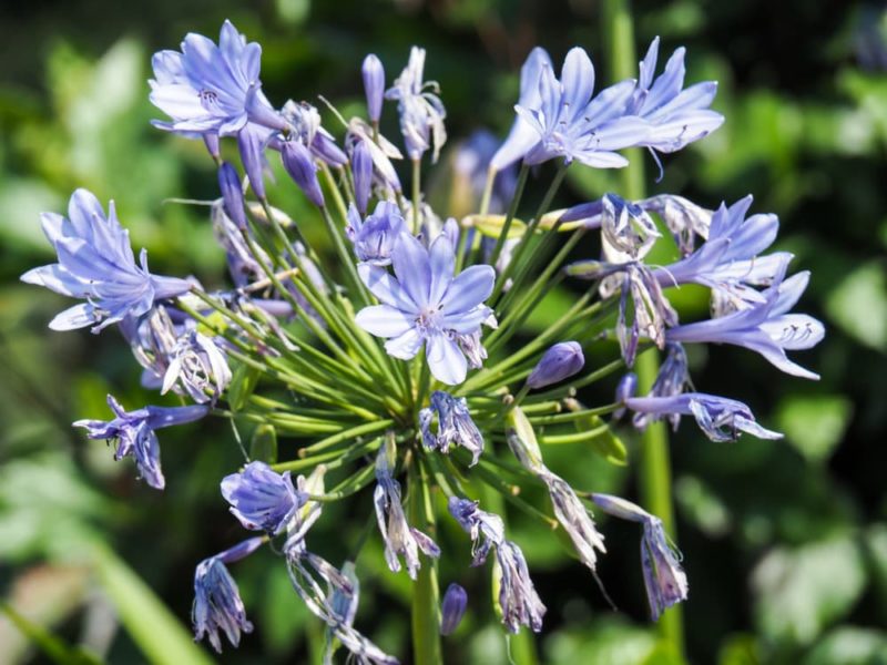 How To Deadhead Agapanthus (Inc. Video) Horticulture.co.uk