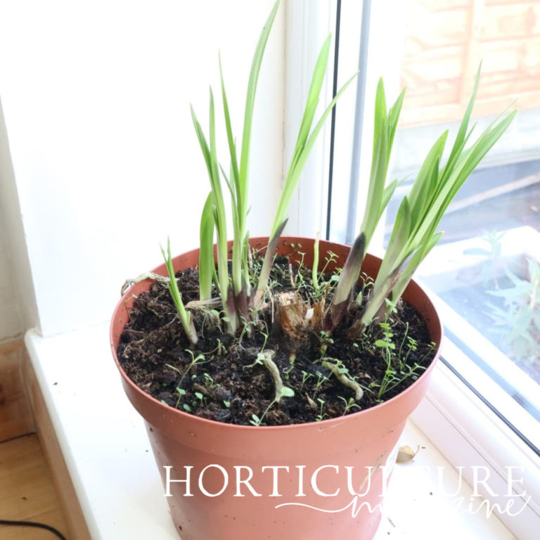 Overwintering Agapanthus (Hardy & Tender) Horticulture.co.uk