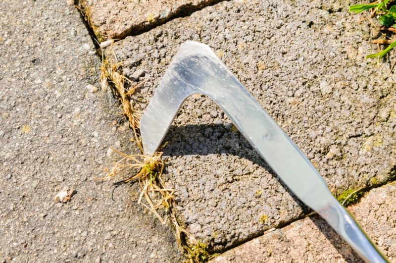 Can (And Should You) Use Bleach To Kill Weeds? Horticulture