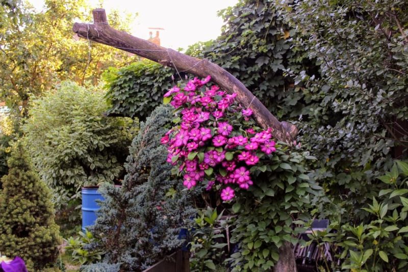 How To Train Clematis To Climb A Wall, Fence, Pillar Or Trellis