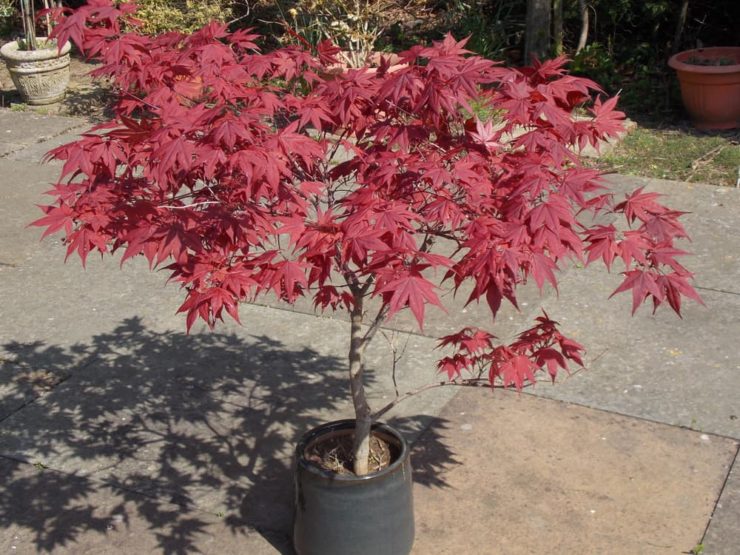 Using Ericaceous Compost To Grow Acers Horticulture.co.uk