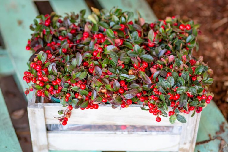 Horticulturist Colin Skelly Shares 12 Evergreen Shrubs That Are Perfect