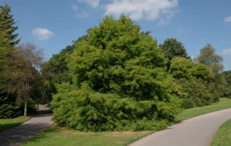 Horticulturists These 59 Tolerant Plants For Windy Garden