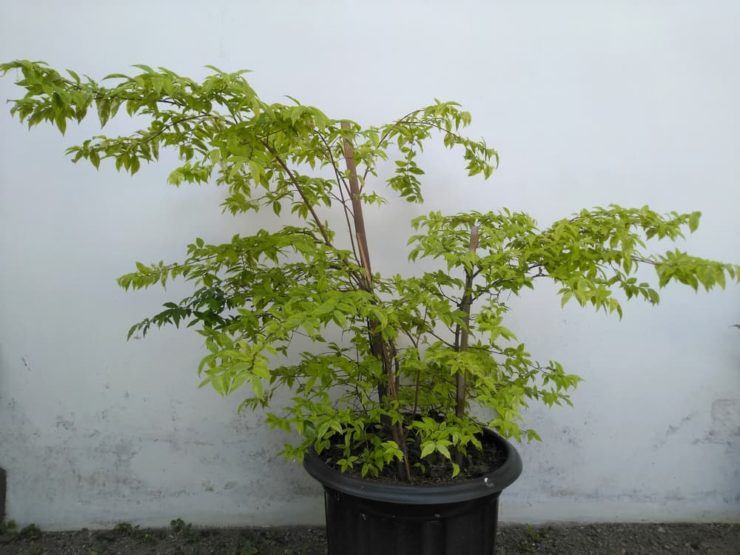 Using Ericaceous Compost To Grow Acers Horticulture.co.uk