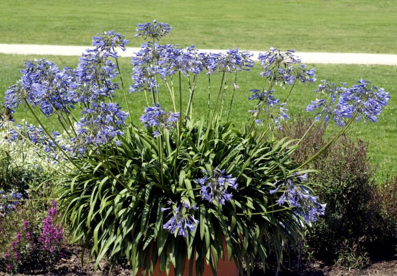 Growing Agapanthus In Pots Horticulture.co.uk
