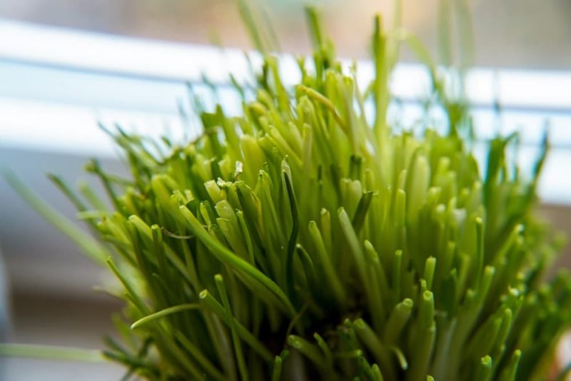 15 Best Herbs To Grow Indoors YearRound Horticulture.co.uk