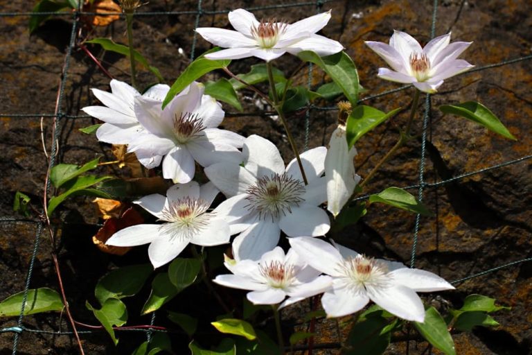 How To Train Clematis To Climb A Wall, Fence, Pillar Or Trellis