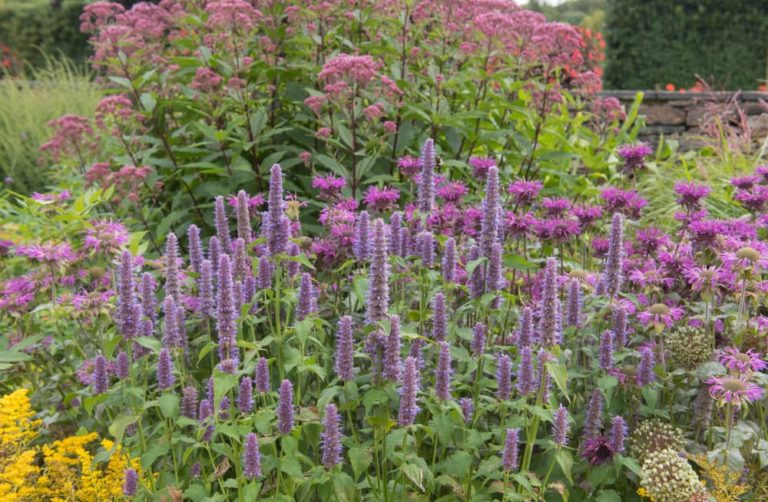 How To Create A Stunning Herbaceous Border Horticulture