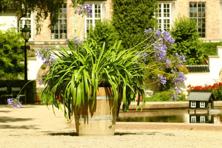 Growing Agapanthus In Pots Horticulture.co.uk