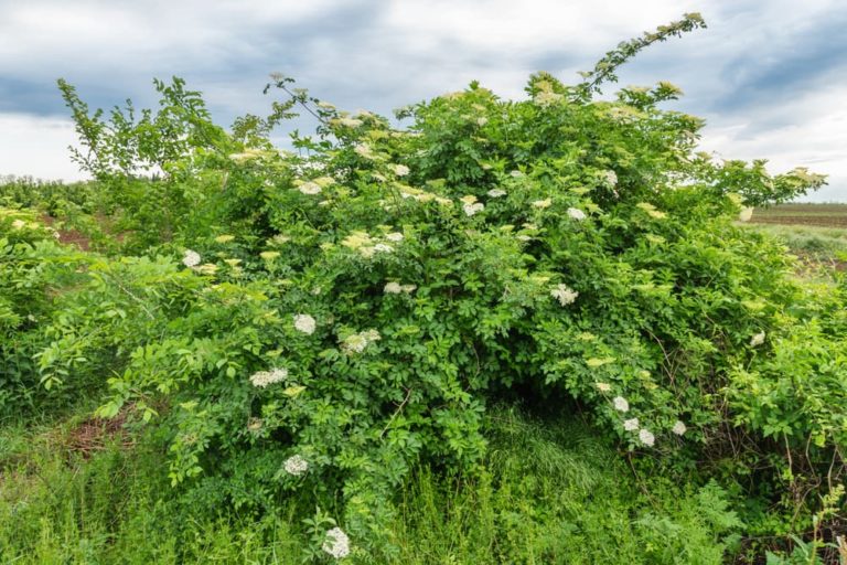 59 Tolerant Plants For Windy Garden Areas Horticulture.co.uk