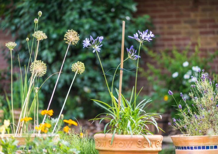 Growing Agapanthus In Pots Horticulture.co.uk