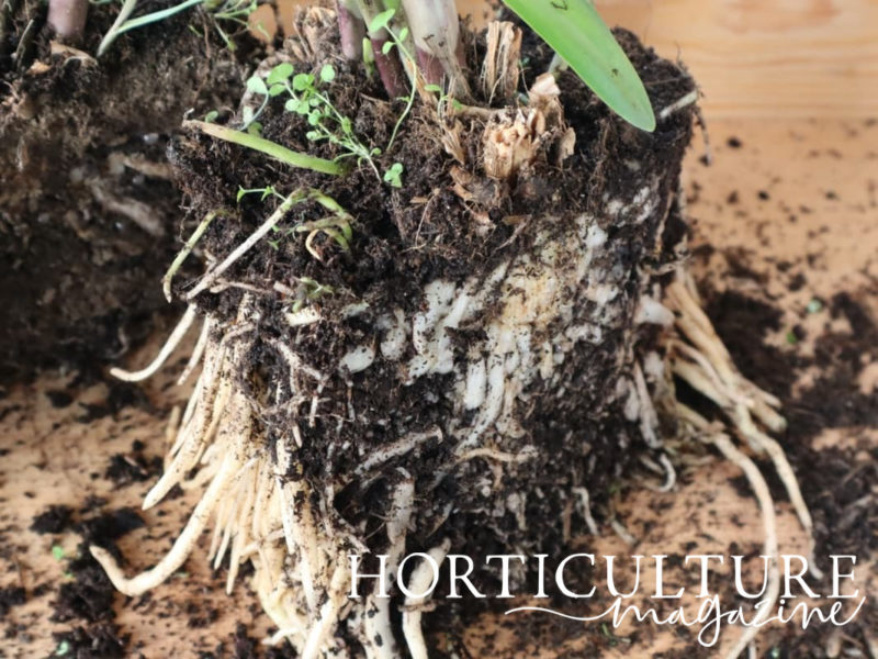 How To Lift And Divide Agapanthus To Increase Your Collection Of Plants Horticulture Magazine