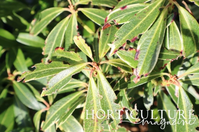 How (And When) To Prune & Cut Back Pieris Horticulture.co.uk