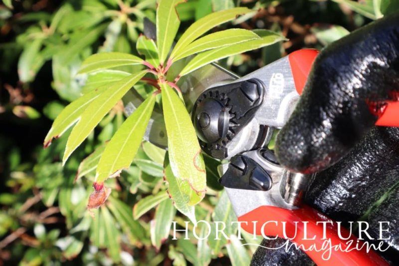 How (And When) To Prune & Cut Back Pieris Horticulture.co.uk