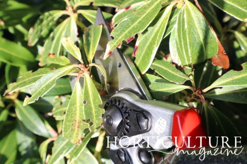 How (And When) To Prune & Cut Back Pieris Horticulture.co.uk