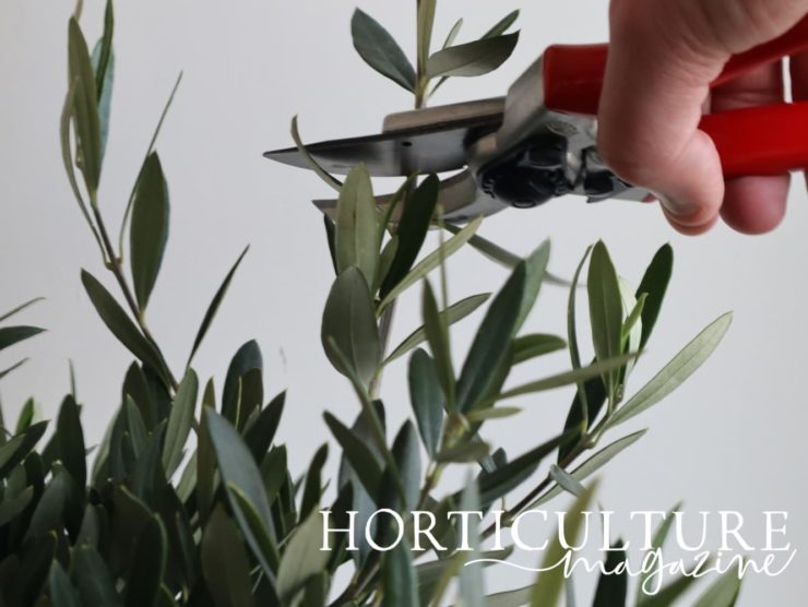 When (And How) To Prune Olive Trees Horticulture.co.uk