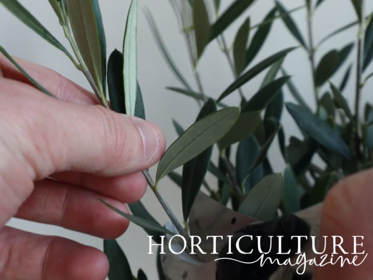 When (And How) To Prune Olive Trees Horticulture.co.uk