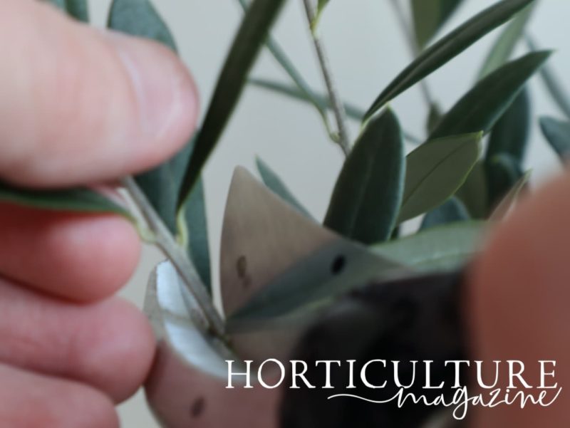 When (And How) To Prune Olive Trees Horticulture.co.uk