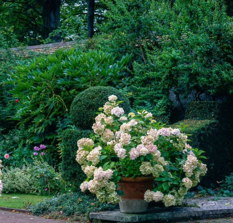 Hydrangea Container Growing Advice Horticulture.co.uk