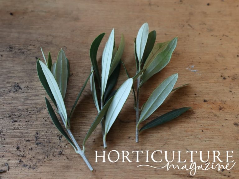 When (And How) To Prune Olive Trees Horticulture.co.uk