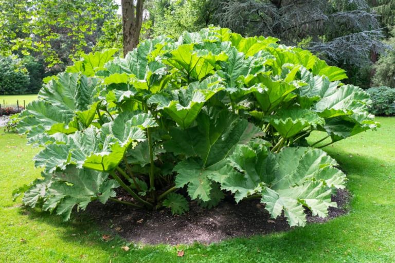 These 15 Gargantuan Plants With Huge Leaves Will Make A Statement In Any Garden Horticulture