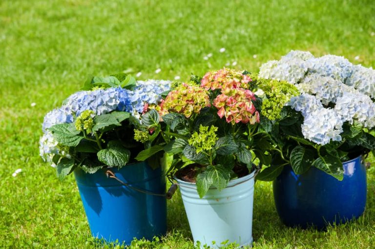 Hydrangea Container Growing Advice Horticulture.co.uk