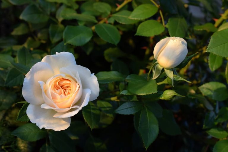 Work With The Clay (Not Against It) Here Are 20 Plants That Love Clay