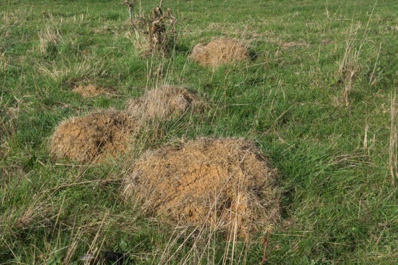 6 Ways To Get Rid Of An Ants' Nest In Your Garden Horticulture