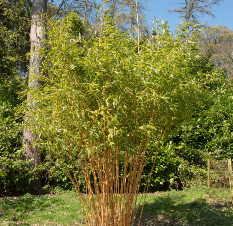 14 Tall Plants For Natural Garden Screening Horticulture.co.uk