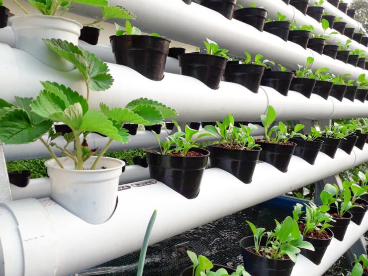 How To Grow DIY Hydroponic Strawberries Horticulture.co.uk