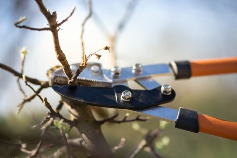 How (And When) To Prune An Apple Tree Horticulture.co.uk